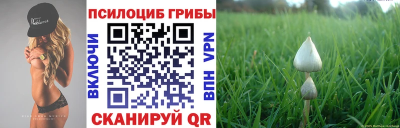 даркнет Telegram  Жиздра  Псилоцибиновые грибы Cubensis 